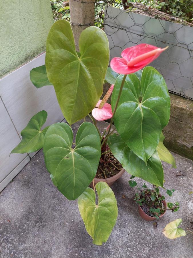 ויסקונדה דה מאווה Casa Canto Verde מראה חיצוני תמונה